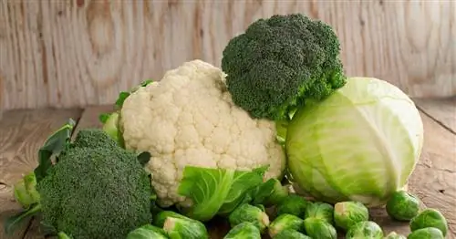 Овощи из капусты – витамины и многое другое