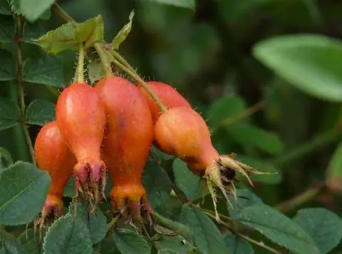 Плоды шиповника сорта Macrocarpa