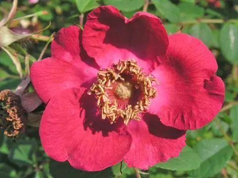 Цветок Rosa sweginzowii macrocarpa