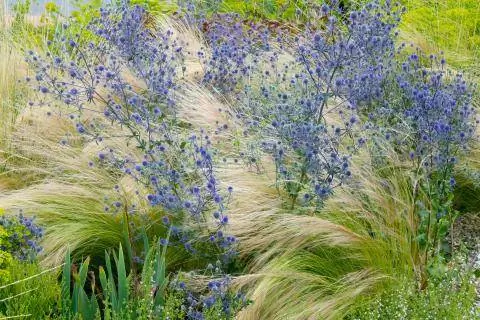 Трава адиантума (Stipa tenuissima)