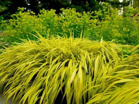 Японская трава (Hakonechloa macra 'Aureola')