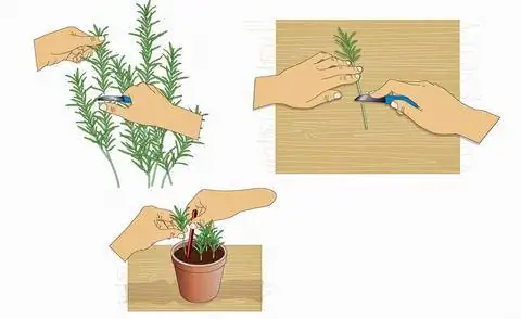 Нарезать черенки розмарина