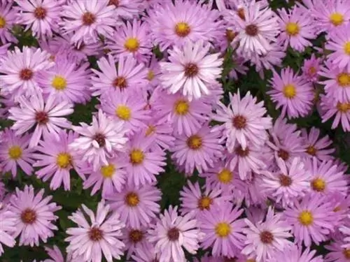 подушка астра