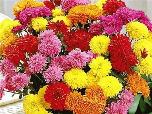 хризантемы