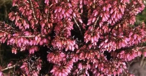 Осенняя классика в горшке