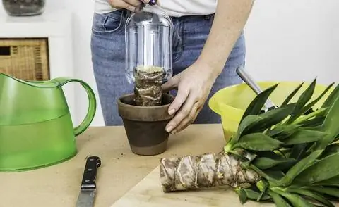 Бутылка для черенков юкки Бутылка для черенков юкки