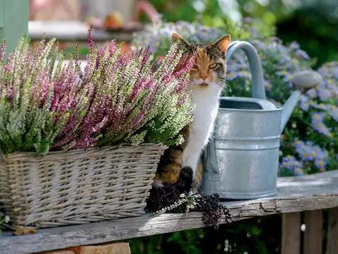 Каллуна "Девочки-близнецы"