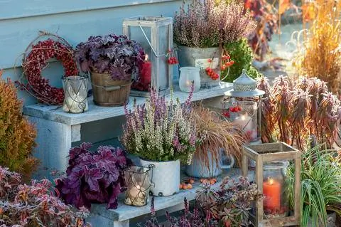 Вереск покрытый инеем