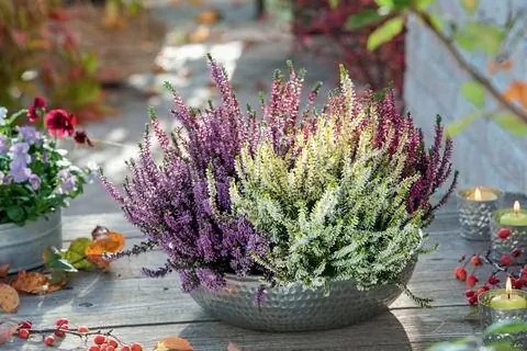 Серебряная чаша с бутонами вереска