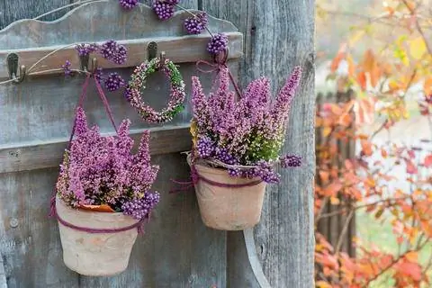 Цветочные горшки с вереском