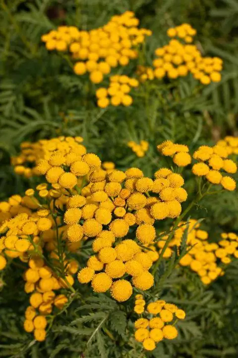 Пижма обыкновенная (Tanacetum vulgare)