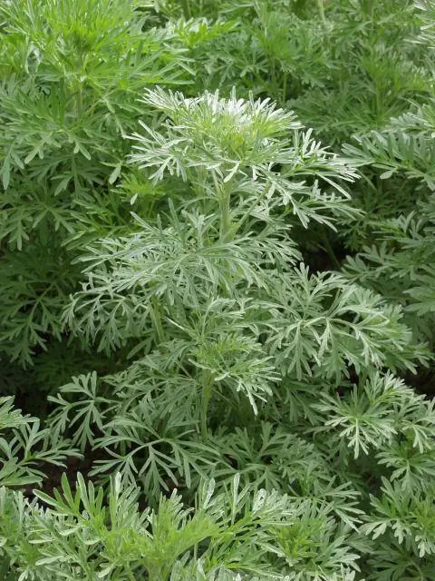 Полынь горькая (Artemisia absinthium)