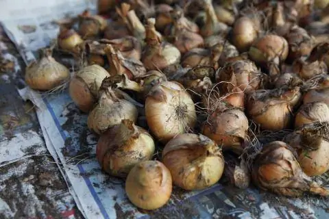 Лук (Allium cepa)