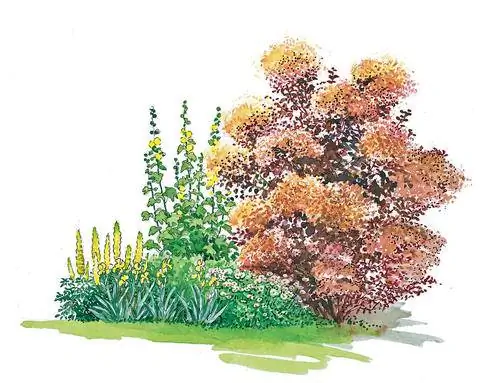 Дымовое дерево (Cotinus coggygria 'Royal Purple')