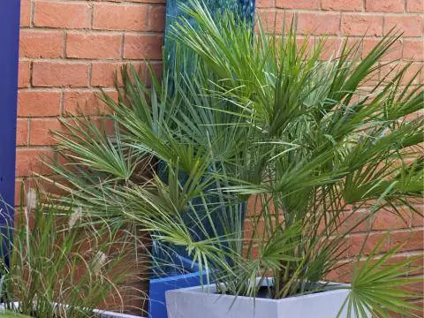 Китайская конопляная пальма Trachycarpus Fortunei