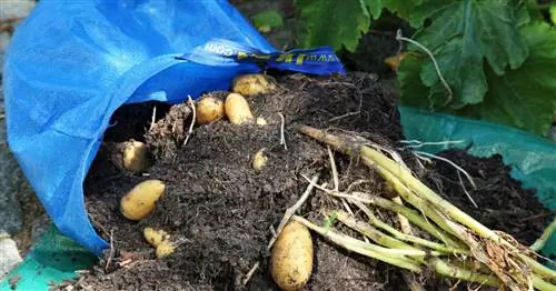 Выращивание картофеля в посадочном мешке: Большой урожай на маленьком пространстве
