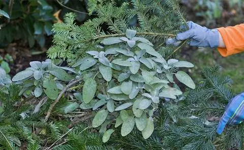 Укрытие шалфея на зиму еловыми ветками