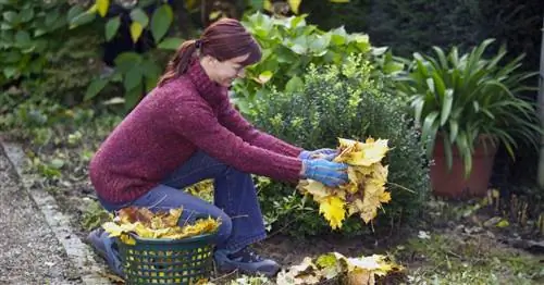 Зимняя защита для многолетников