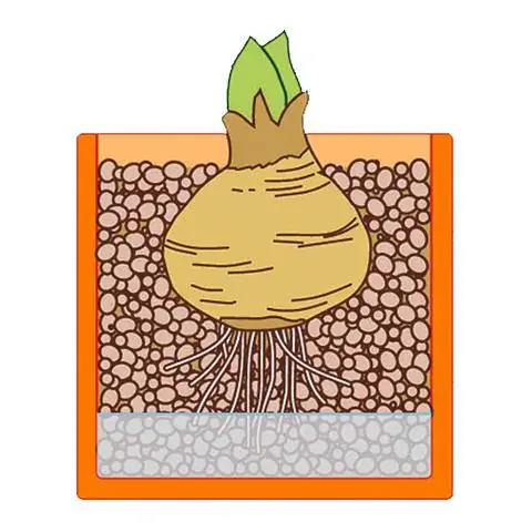 Рисунок луковицы амариллиса