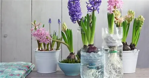 Цветочные луковицы в банке: так вы гоните растения вперед