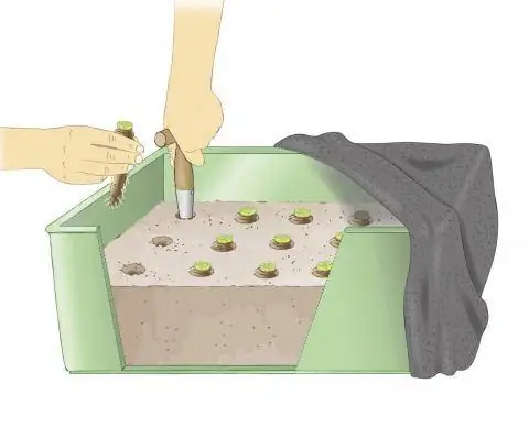 Драйв цикорий