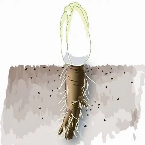 Корень цикория