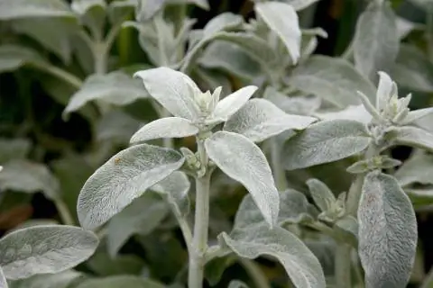 Woll-Ziest многолетник зимой