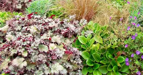 Вечнозеленые многолетники и травы