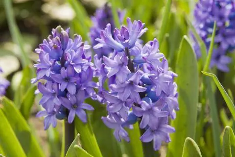 голубой гиацинт