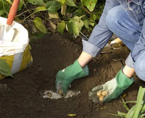 вставить лук