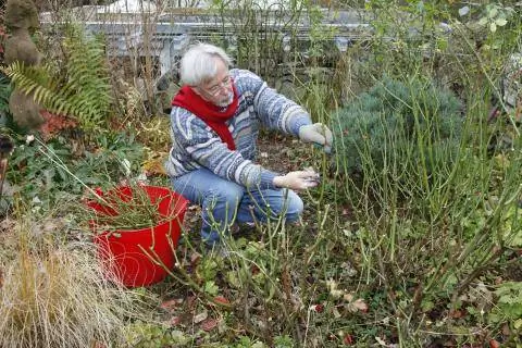 Обрезать флорибунду