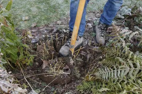 Многолетники делят лопатой
