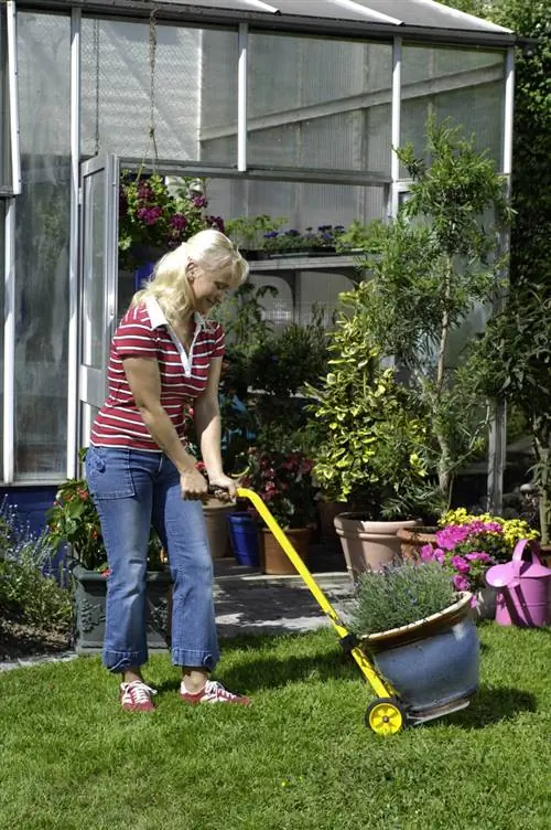 зимние растения