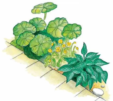 Кровать со столовым листом крупнолистным и хостой синелистной