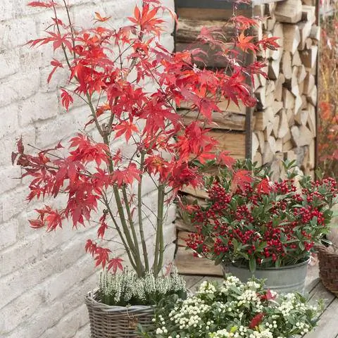 Клен японский 'Osakazuki'