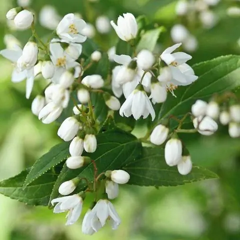 Цветы майского куста