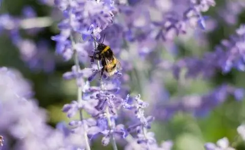 Шмель на синем цветке руты