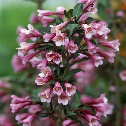 Вейгела сладкая 'Purpurea'