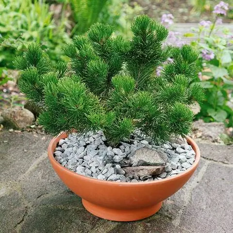 Карликовая форма Pinus mugo в горшке