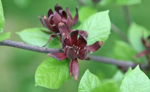 ржаво-красные цветы куста специй