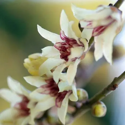 Цветы китайской зимней сладости