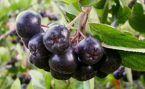 Черная арония