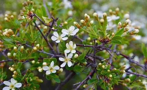 Вишня шаровидная (Prunus fruticosa 'Globosa')