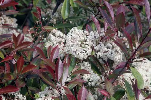 Белые цветы мушмулы