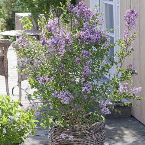 Сирень карликовая 'Palibin'