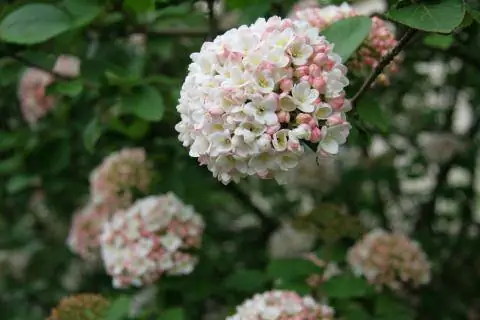 Душистая калина viburnum carlesii