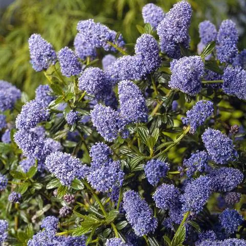 Синий мешочек