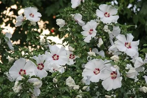 Гибискус Красное Сердце цветет