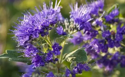 Бородатая борода (Caryopteris x clandonensis 'Heavenly Blue')