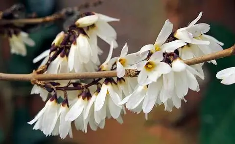 снежная форзиция